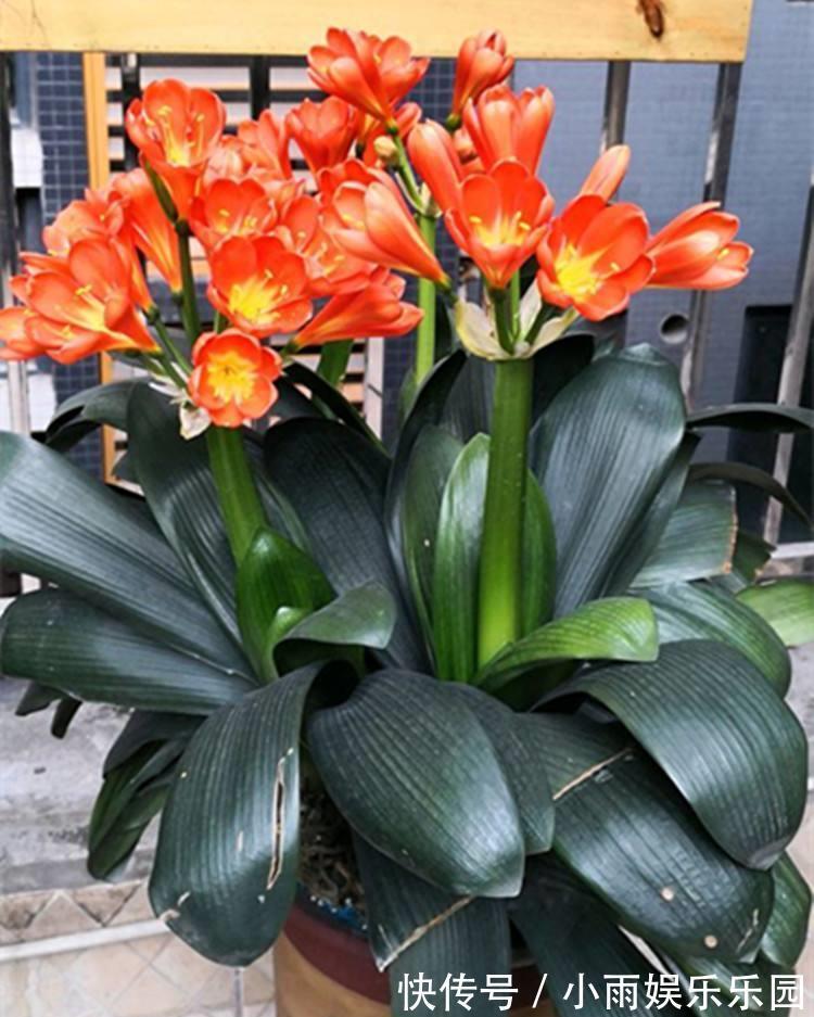 家里不要乱养花！6种养人花，吸废气制氧气，还有旺家的好寓意