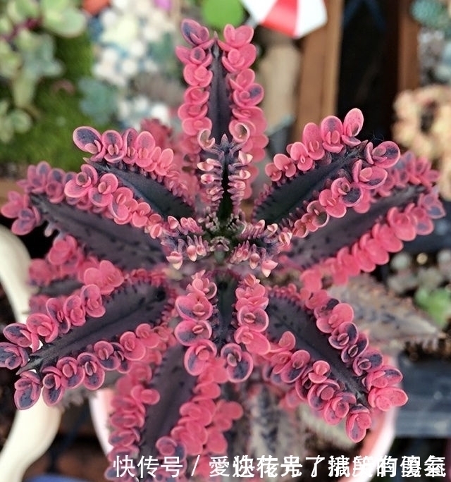 不死鸟|有一种不死花，一片叶子就可重生，开出来的花让很多人如痴如醉！