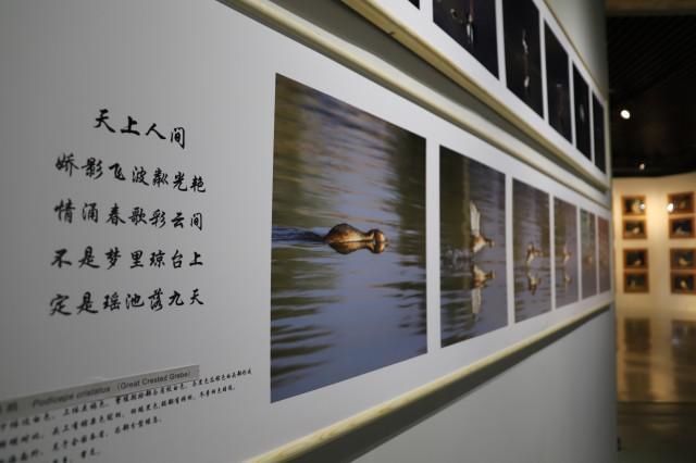  乌梁素海|“大美乌梁素海·鸟类生态艺术作品展”18日在内蒙古自然博物馆开展