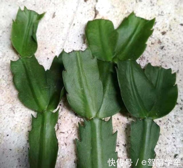 叶片|掐了一个叶片丢盆里，一年长满了花盆，连续七八年都开花！