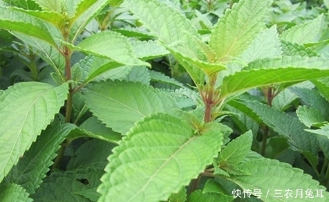  民间|农村的一种野草，被称为“肝草”，是治疗“肝炎”的珍贵民间良药