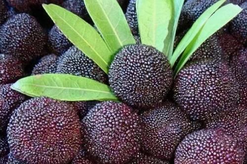 想一直年輕，立夏吃的食物，活血滋陰，預防衰老，趕走皺紋