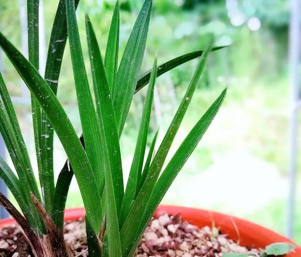 老苗|如何把春兰叶片养矮壮?磷酸二氢钾的另类用法,兰友们可以试试