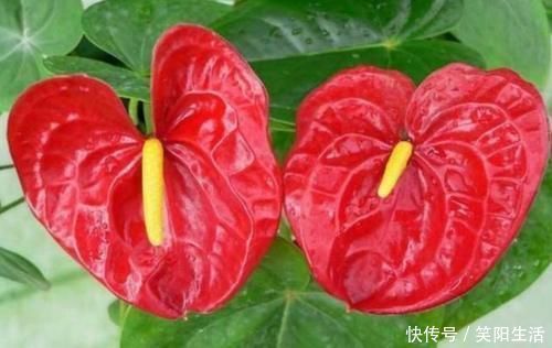 叶子|超漂亮的4种花,浇点水就狂开花,开成花海美极了