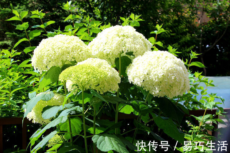 盆栽|世界最美花卉之一金色庆典，媲美牡丹，多季开花，盆栽也可以