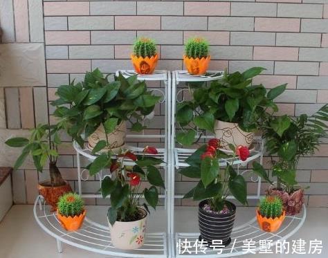 这3种“酸水”,隔7天给花倒一点,比生根水都给力,养1盆爆1盆!