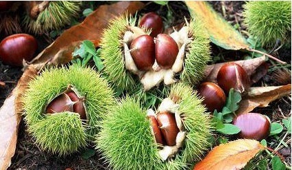 润肤|女性到了中年,以下食物换着吃,疏通血管,润肤养颜,早吃早好