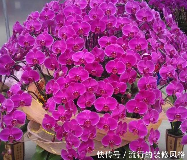 这4种花好看有“颜值”，但多数花友养不好，其实原因在这里！