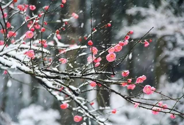  踏雪寻梅|大雪赏梅：暗香疏影 踏雪寻梅