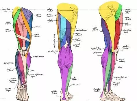 腿部肌肉解剖图