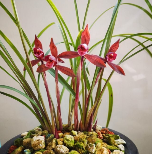 花香|这种兰花香气扑鼻，一杆双花，姿态优美，新手照样能养好