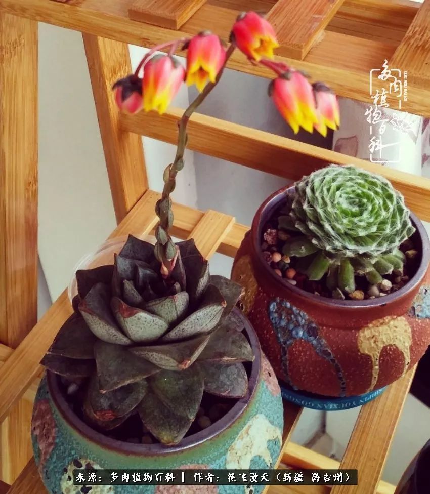 对多肉是发自内心的喜欢,心甘情愿被它们俘虏!