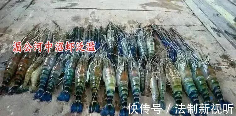 珠江|大虾入侵珠江,有人钓起一只发现满腹虾卵,这是要开始繁殖?