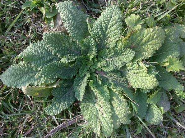 代茶饮|农村此野草,常用来泡水喝,不感冒了,止咳化痰,你认识吗