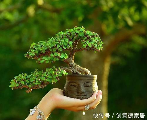 金枝玉叶|养金枝玉叶，了解掌握几个要点，枝干粗壮，长成老桩盆景！