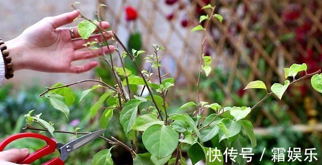 修剪|喜欢养花,先戒掉7个坏习惯,不然啥花也养不好,你占了几个