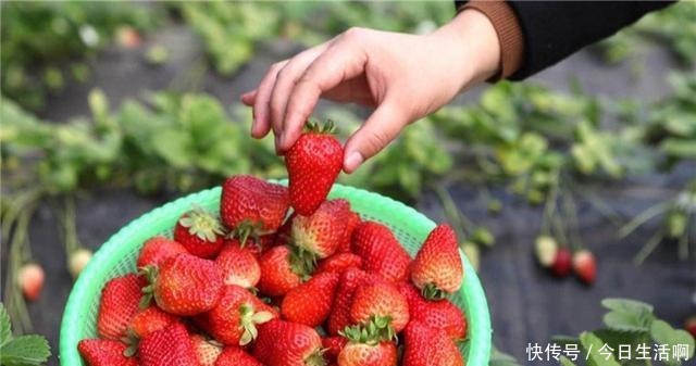 5岁孙女阻止奶奶买草莓,得知原因后,老人回家后怒斥儿子!