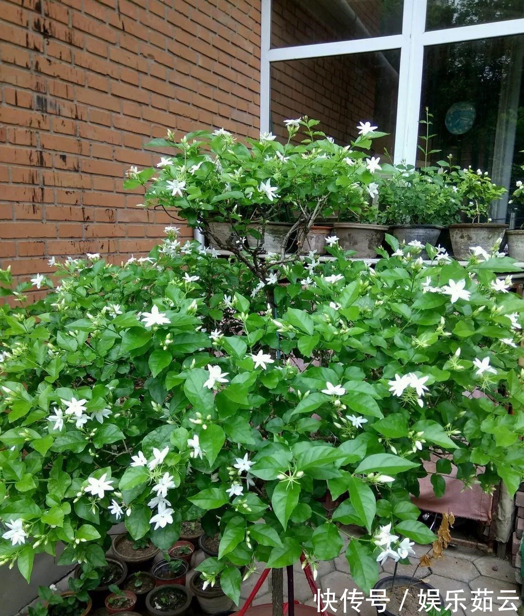 拉枝|茉莉狠心剪几刀，呼呼窜成3层塔，开花满树香味足