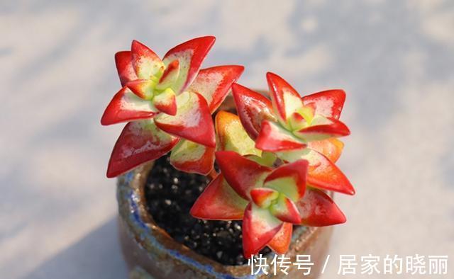 青锁龙属多肉自由女神 来自 星星 的你 确实让人怦然心动 粉紫色 青锁龙属多肉自由女神 来自 星星 的你 确实让人怦然心动 粉紫色