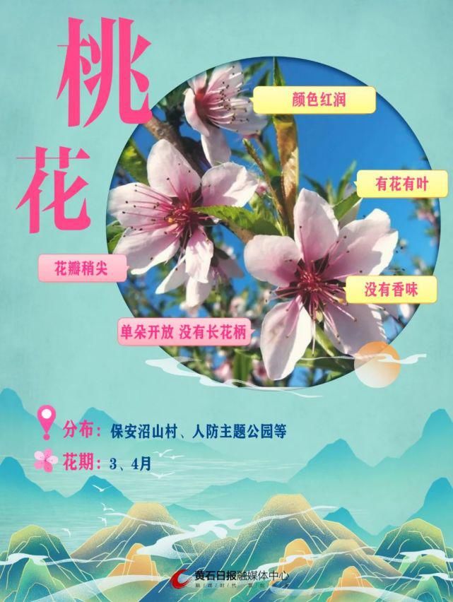 赶紧收藏！黄石最新赏花地图来了～