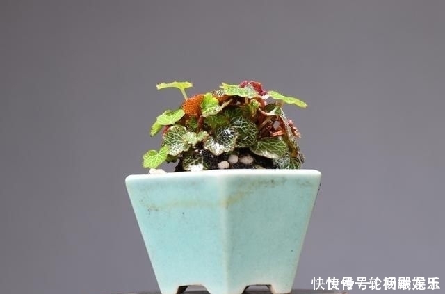 欣赏日本大师盆景作品,精心培育的造型,非常具有艺术气息