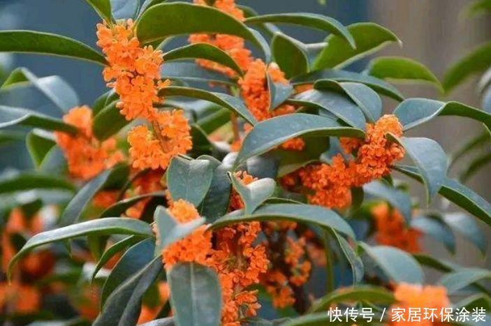  疯长|花友最喜欢的4种花，浇水就疯长，开花就爆盆，养在家里太美了！