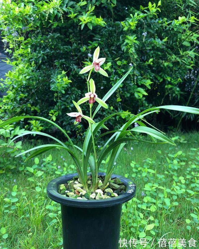 喷雾|家庭养兰花怎么浇水?园艺师教你,其实很多人都浇错了
