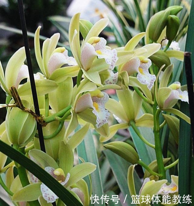 九月养兰,多做三个“小动作”,猛蹿新叶冒花苞,清香宜人小半年!