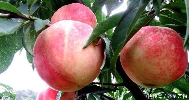 对手|皱纹有对手了,每天一个,皮肤白嫩有弹性,和皱纹说拜拜!