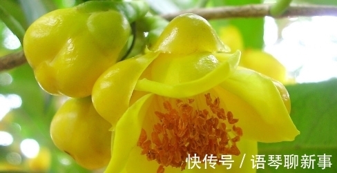 此花被誉为“植物熊猫”，花色耀眼，营养丰富，即可观赏也可食用