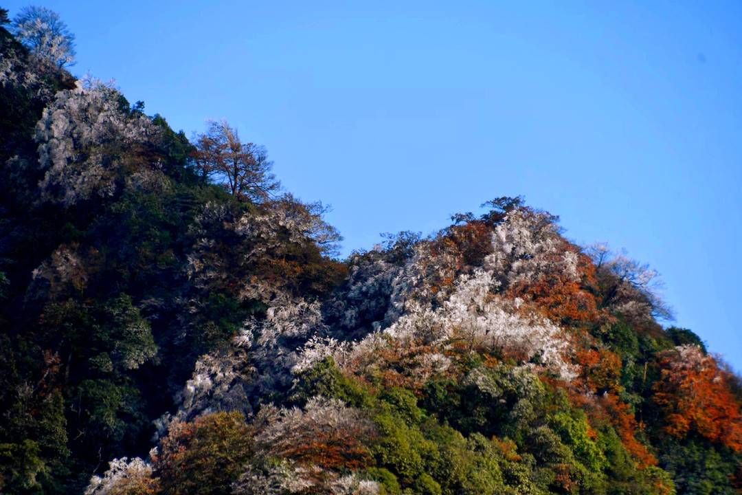 黄荆|美出新境界 四川古蔺黄荆老林立冬雪后现雾凇奇观