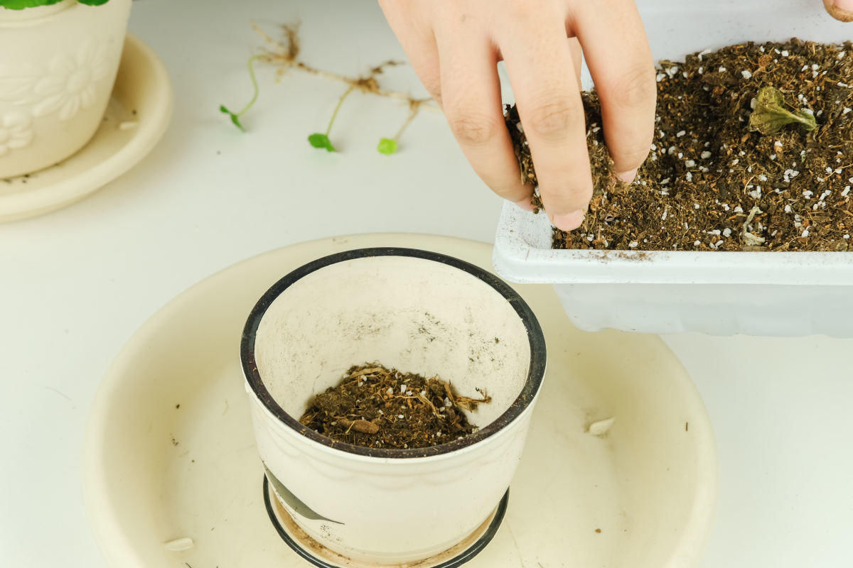 家里的养花土生虫子?学会这几招,什么虫子都不用怕了