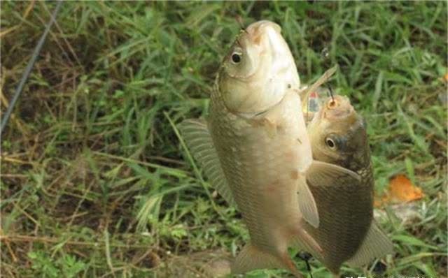 春钓大板鲫,民间这两种钓法最优秀,钓大鲫鱼更容易