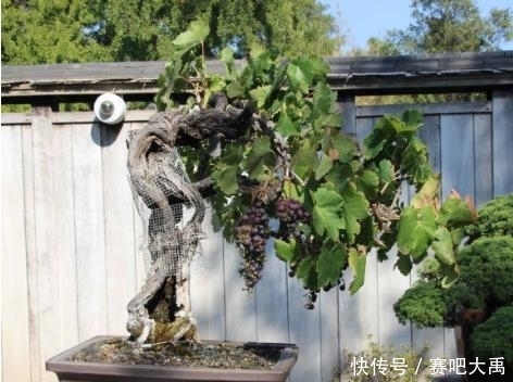 种植|6种果树盆景,放到家里给人高大上的感觉!好看还能吃!