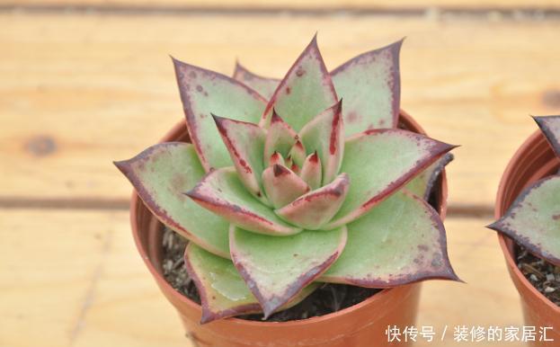 光照|怎么养护霸气侧漏的多肉乌木?需掌握3个要点!