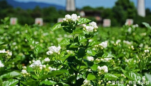 夏天养花要养耐晒耐热的花,叶子照样绿油油,30度也开花!