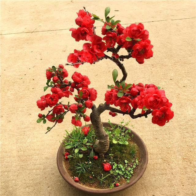 我国最美盆栽花，比蟹爪兰好养，一年花开一百天，花开艳丽赛牡丹