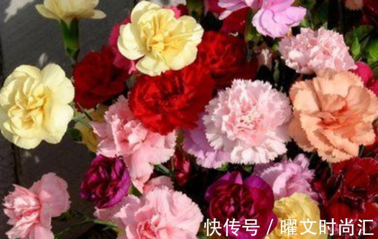 4种漂亮花,好打理,易爆盆,不用费心,就能长的特别好