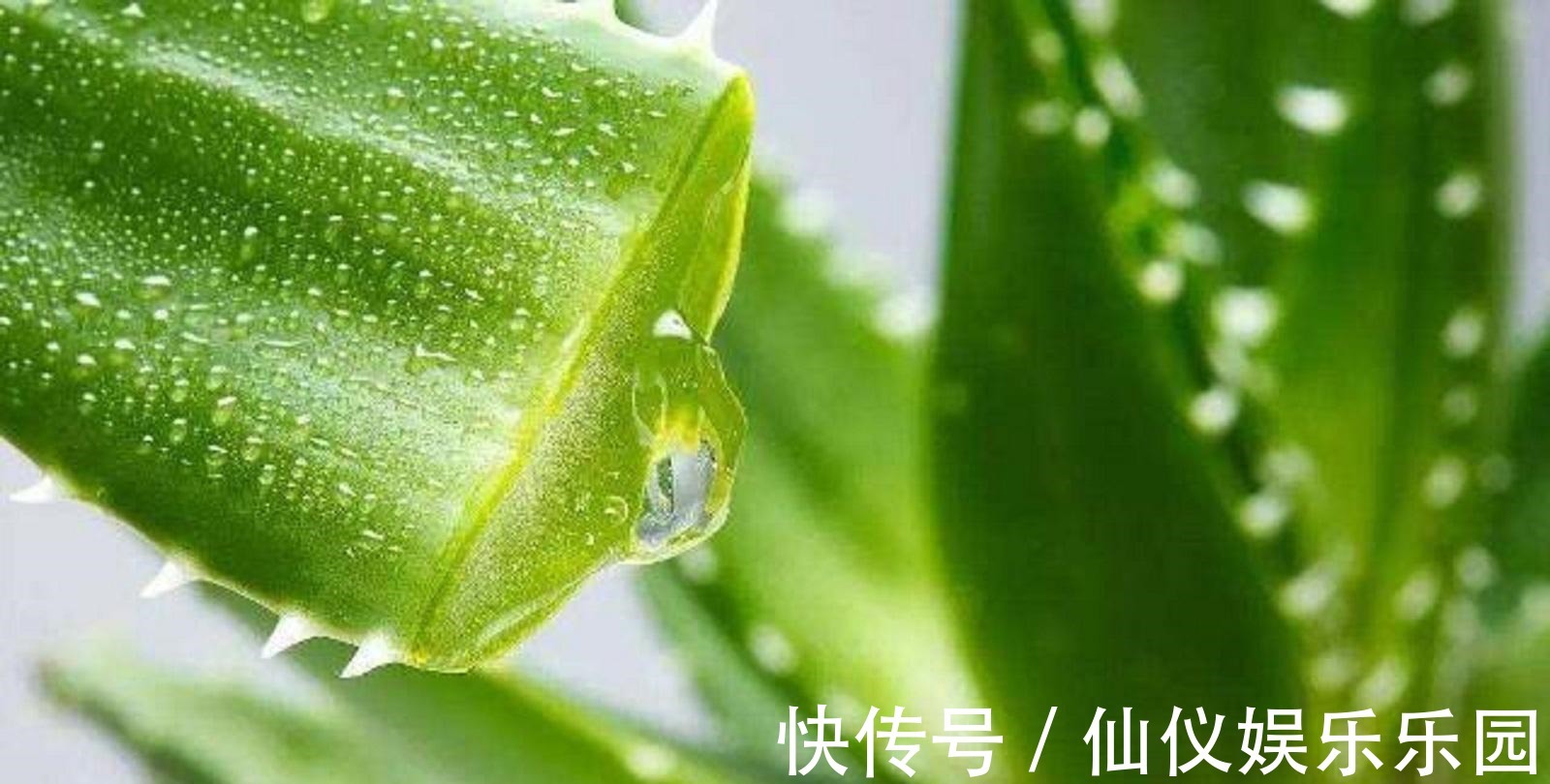 修复|夏季消炎神器,适用于晒后修复,芦荟怎么用比较补水?