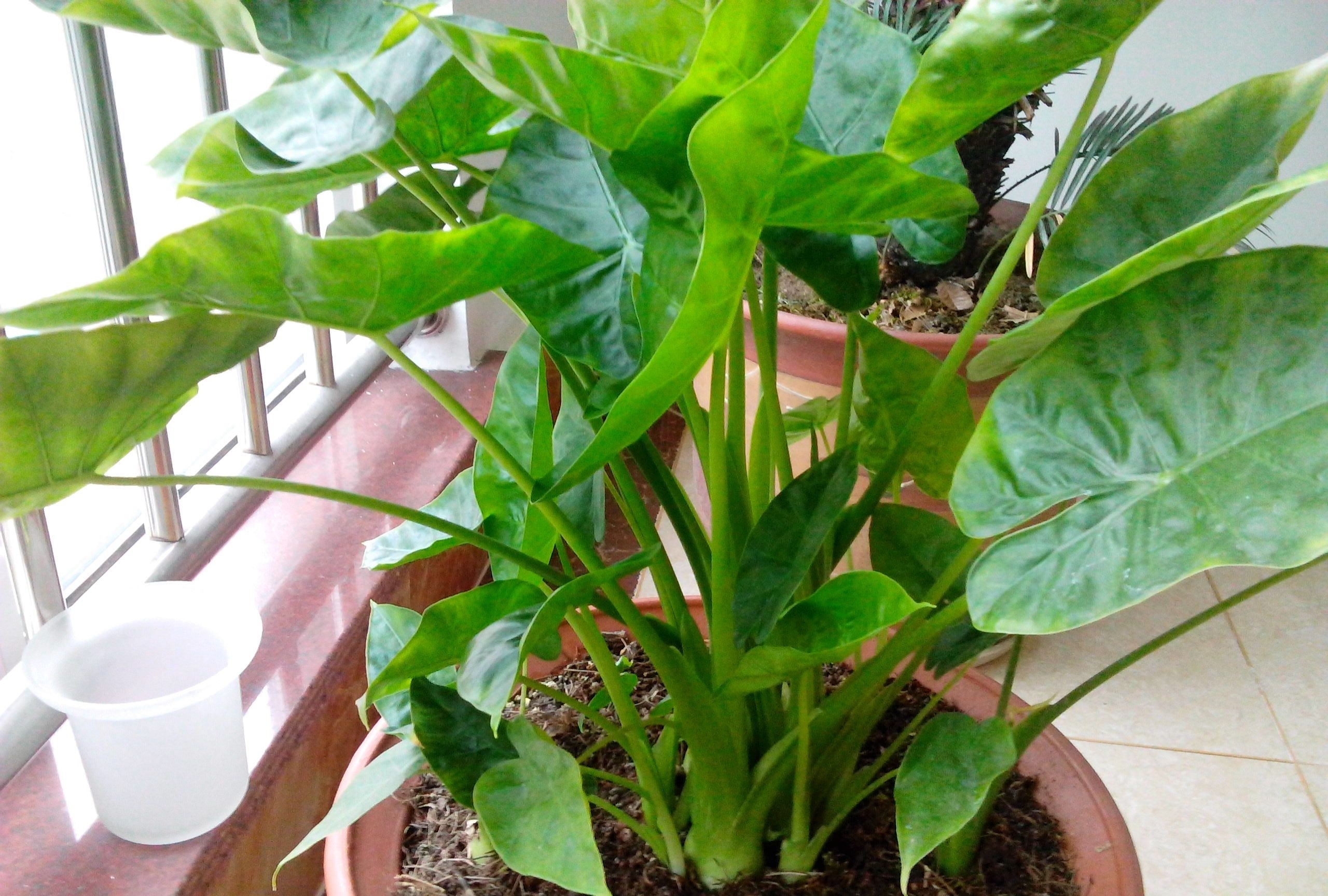 叶子比果实更有毒,有孩子的家庭最好不要养