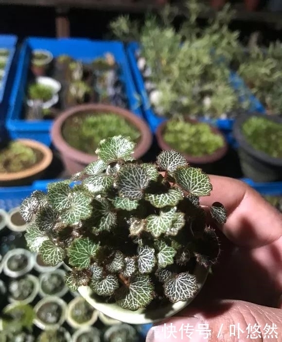 天生“体阴”的6种花，晒太阳易黄叶，阴一点反而长得绿油油！