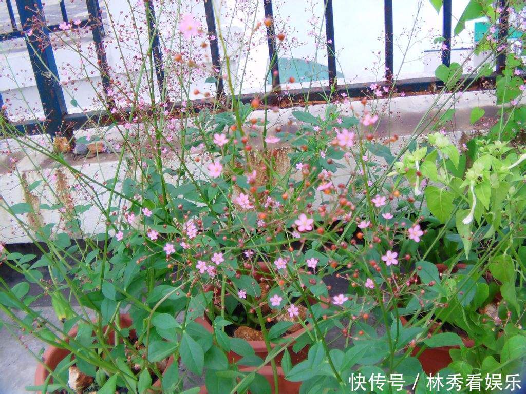 栌兰|此野草，常被人挖回去当盆栽，却不知是珍贵的“土人参”