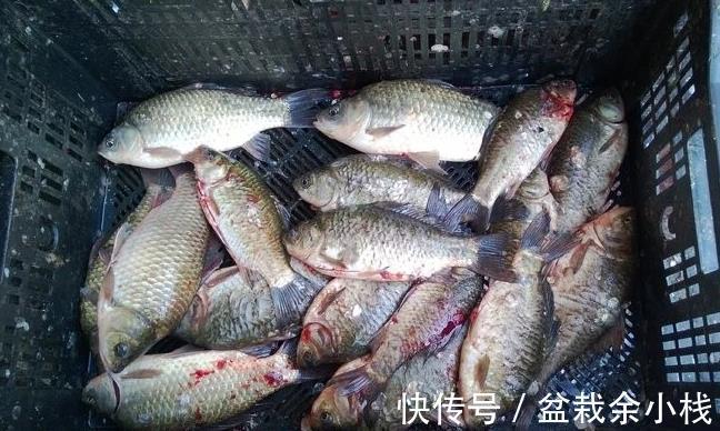 营养|这3种鱼自带重金属,价格虽然便宜,但营养低伤身体,别乱吃!