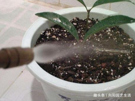 桂花如何扦插剪下几根枝条,沾点“白酒”,7天长出大白根