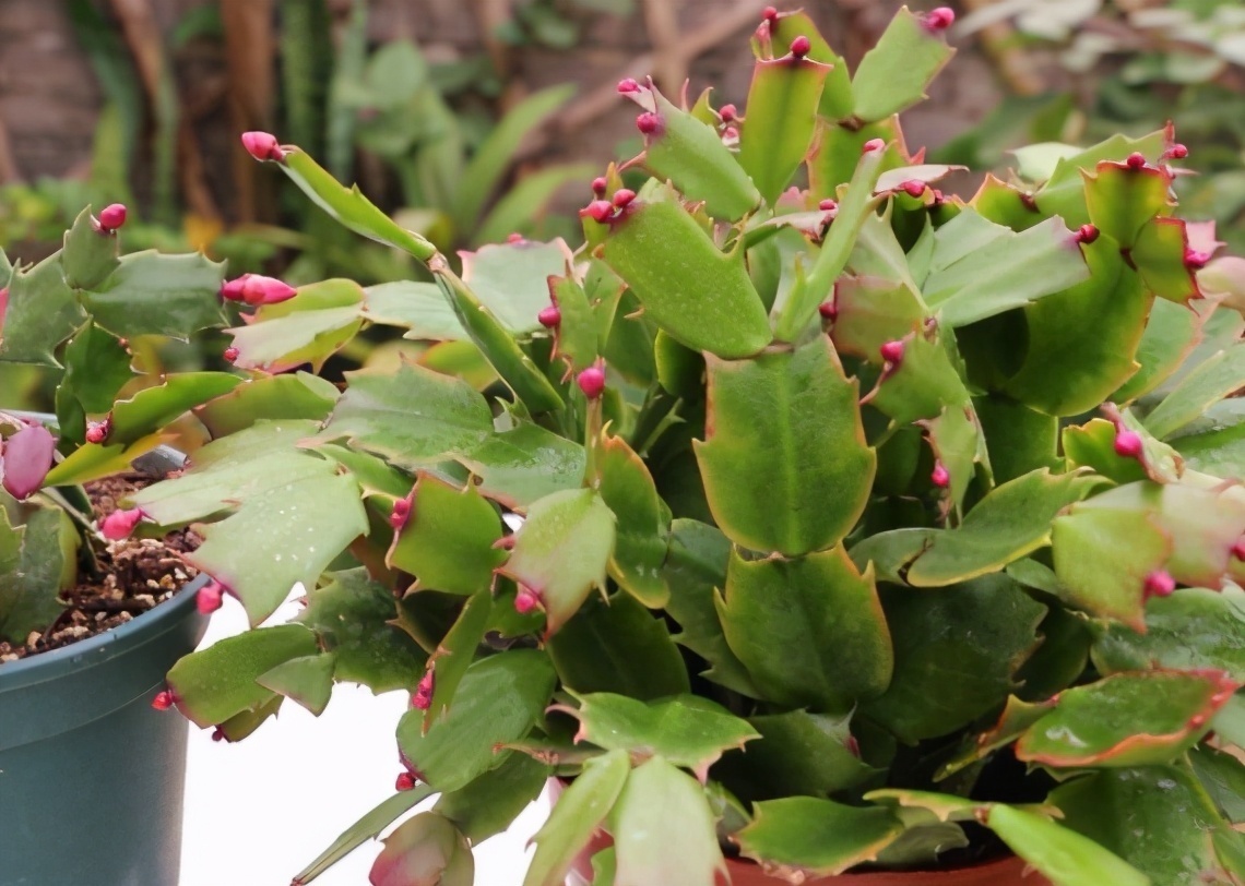 蟹爪兰夏季要“休眠”,三件事不能做,不然叶子打蔫,严重会烂根