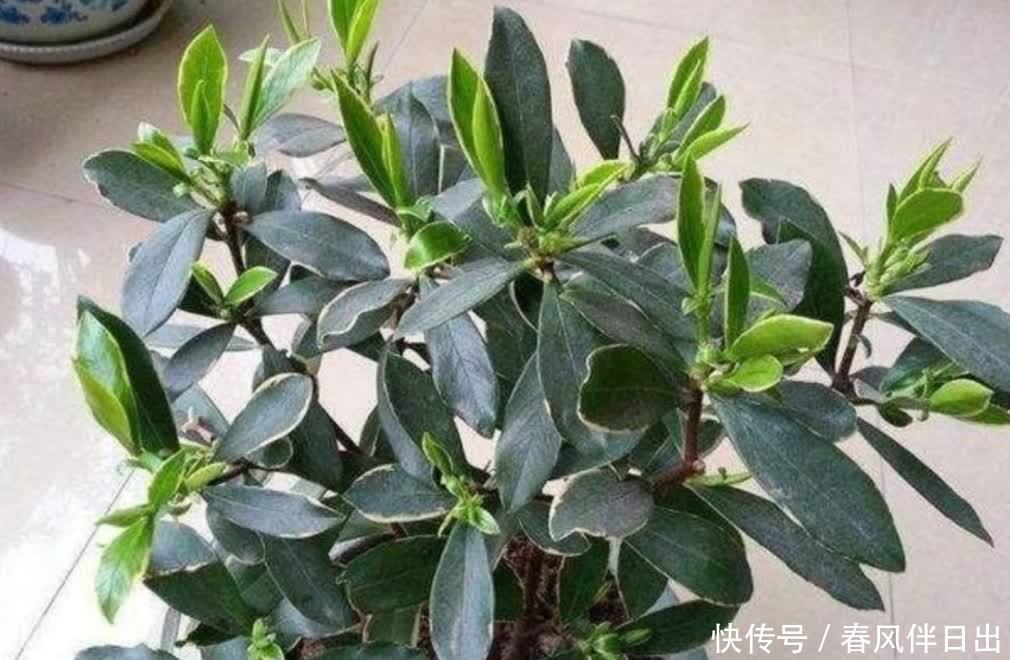 金边瑞香开完花后,下一步要如何养护?植株才能长得旺盛