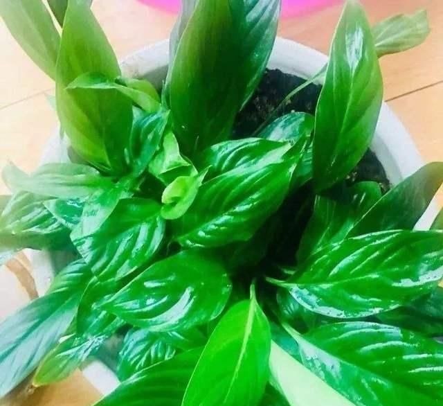 逛花市时,这4种“花”尽量不要买,因为在家里根本养不活