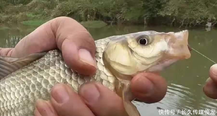 蚯蚓|后悔之前没发现：钓饵中加这东西，鲫鲤鱼特爱吃，不信就试试