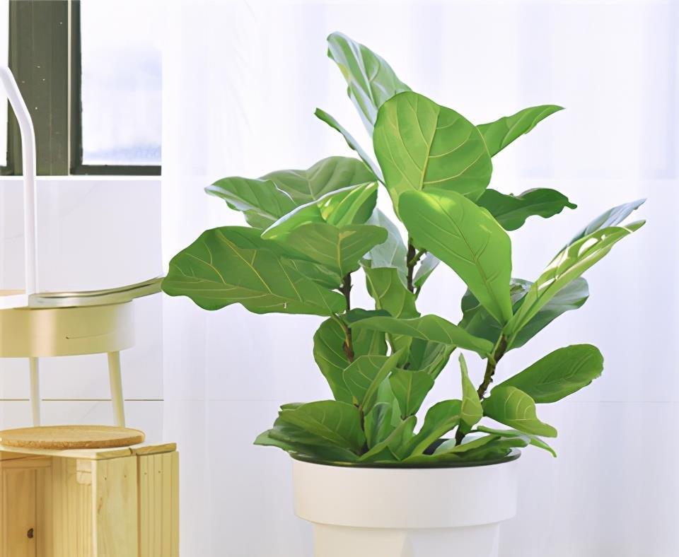 1种花,耐阴好打理,从春天开到秋天,光线不足也开花