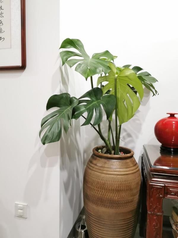 大气|4种“大气花”,富贵又漂亮,能吸灰尘净化空气,比绿萝强